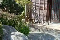 福泉寺の動物