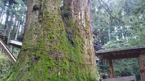 加蘇山神社の自然