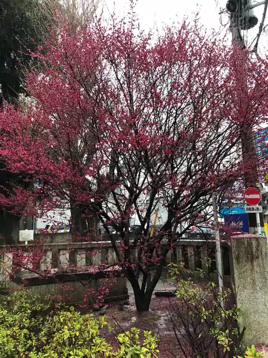 渋谷氷川神社の自然