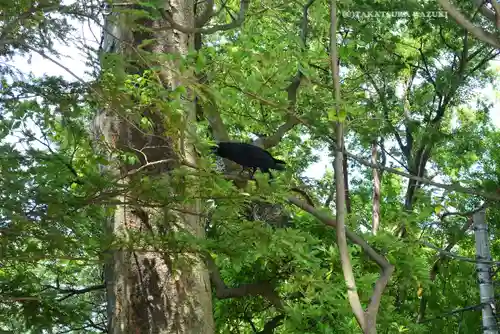 師岡熊野神社(神奈川県)