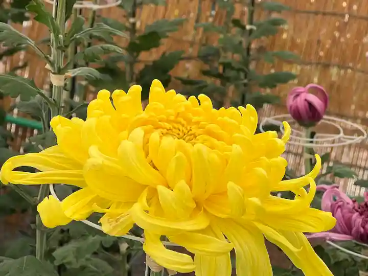 高麗神社(埼玉県)