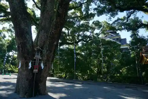 加藤神社の自然