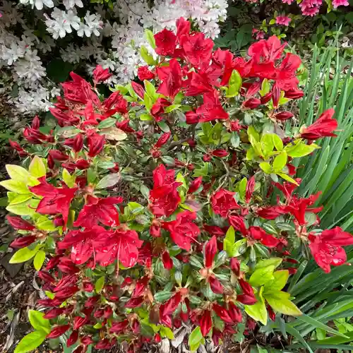 根津神社の自然