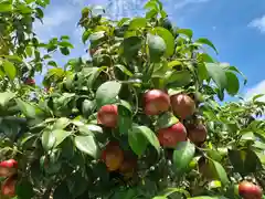 屋久島大社の自然