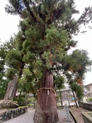 飛驒一宮水無神社(岐阜県)