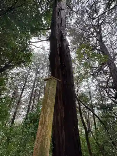 松尾神社の自然