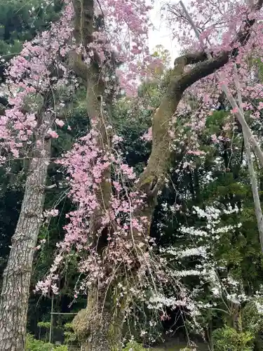 平安神宮の自然