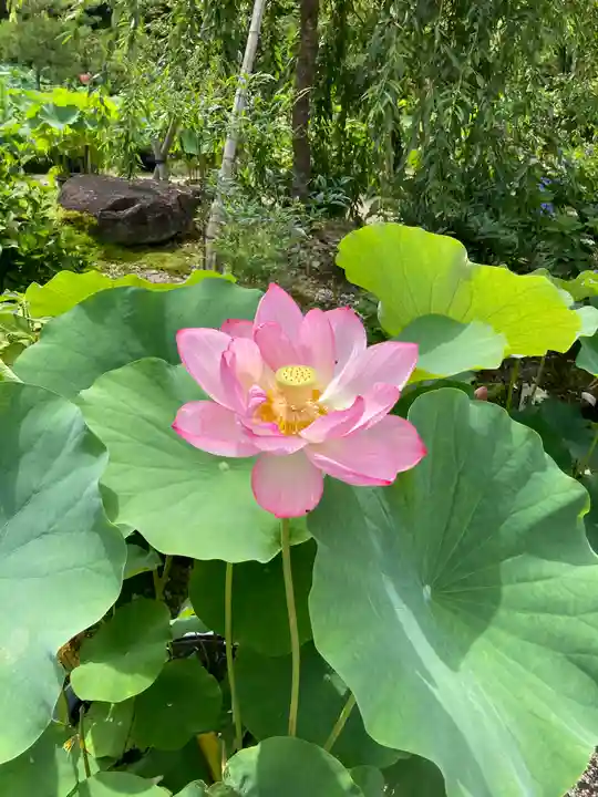 法金剛院(京都府)
