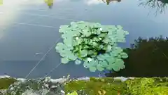 浄蓮寺の自然