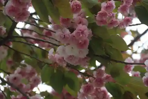 大六天麻王神社の自然