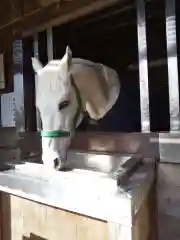 多度大社の動物