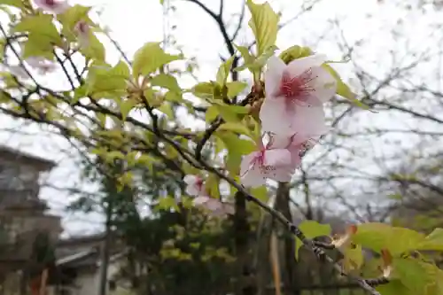 平野神社の自然