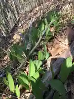 旭岱大山神社(北海道)