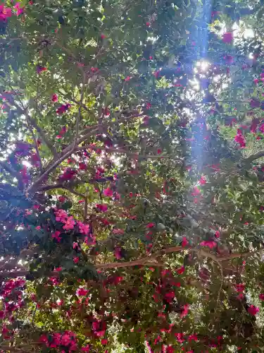 凉森神社の{uncategorized: "未分類", other: "その他", undefined: "問題あり", building: "その他建物", grave: "お墓", sacred_gate: "鳥居", guardian: "狛犬", statue: "像", buddha: "仏像", history: "歴史", nature: "自然", garden: "庭園", animal: "動物", pagoda: "塔", temizu: "手水舎", mountain_gate: "山門・神門", sanctuary: "本殿・本堂", subordinate: "末社・摂社", art: "芸術", scenery: "景色", jizo: "地蔵", ema: "絵馬", goshuin: "御朱印", omikuji: "おみくじ", items: "授与品その他", amulet: "お守り", goshuincho: "御朱印帳", eats: "食事", festival: "お祭り", votive_dance: "神楽", shichigosan: "七五三参", wedding: "結婚式", experience: "体験その他", initially: "初詣", around: "周辺", anti_infection: "感染症対策"}