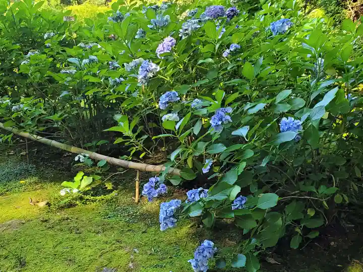 花蔵院の自然