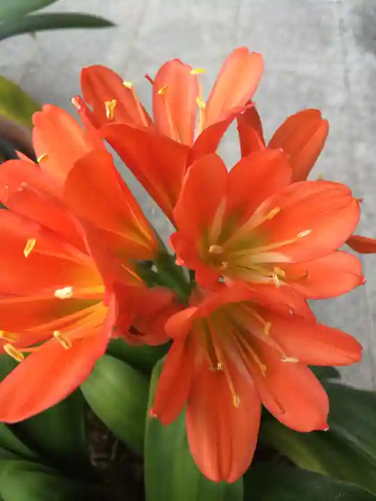 後白河院御聖蹟 法住寺の自然