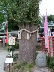 川越八幡宮の自然