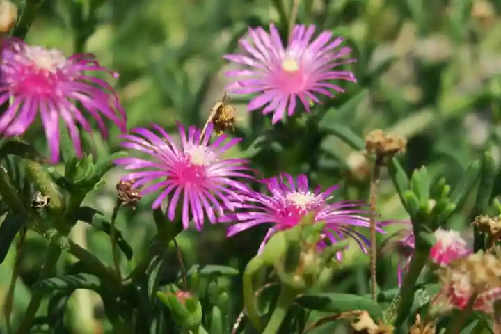 松本山 地福禅寺(滋賀県)