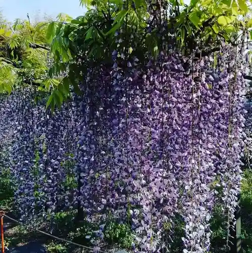 大澤山　龍藏寺の自然