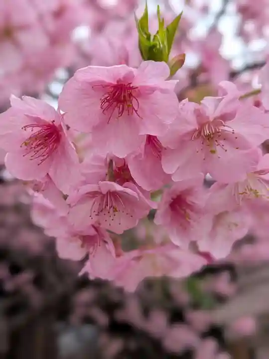 新宿下落合氷川神社(東京都)