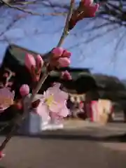 賀羅加波神社の自然