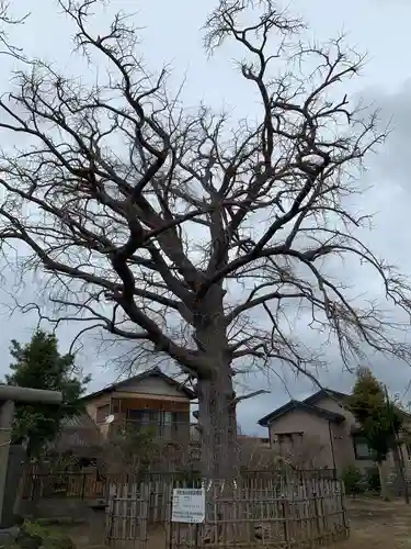 養老神社の自然