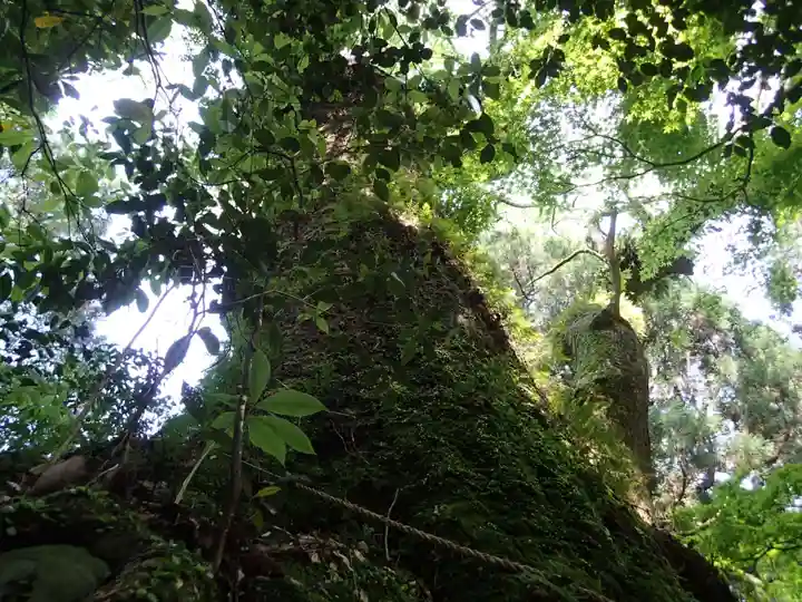 東霧島神社の自然