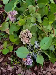 蚊里田八幡宮(長野県)(2025年08月19日(火) 17時53分46秒投稿)