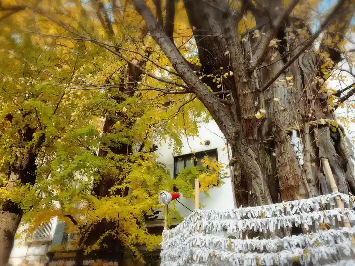 天祖神社の自然