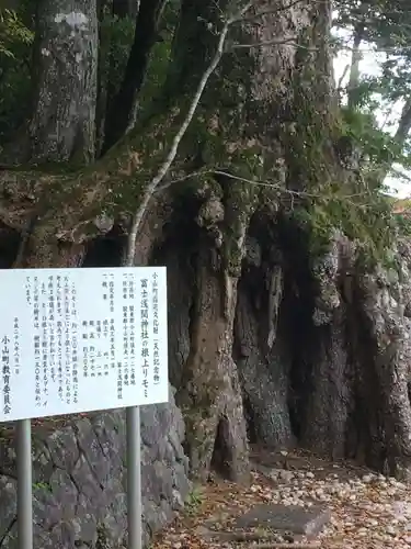 富士山東口本宮 冨士浅間神社の自然