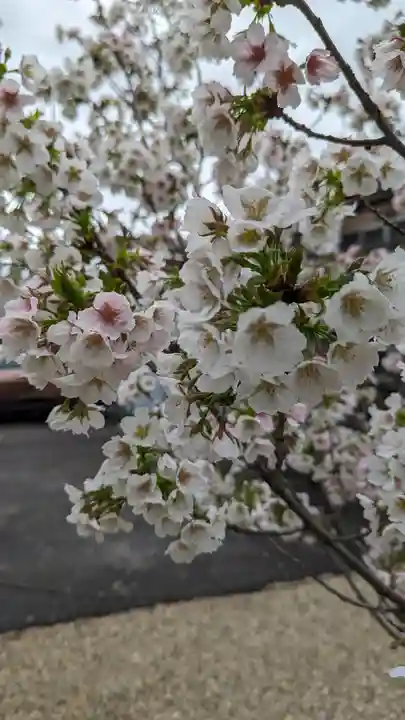 墨染寺(桜寺)(京都府)