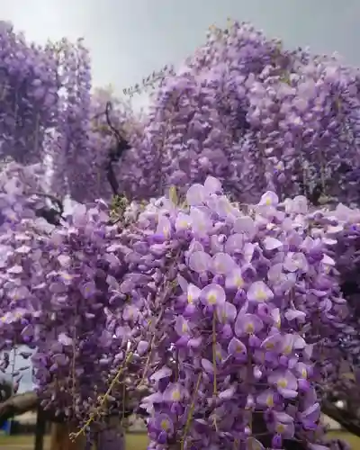 秋葉神社(愛知県)