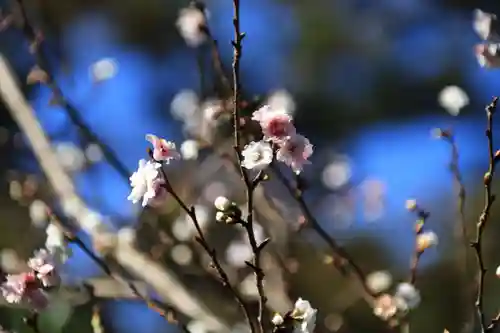 開成山大神宮の庭園