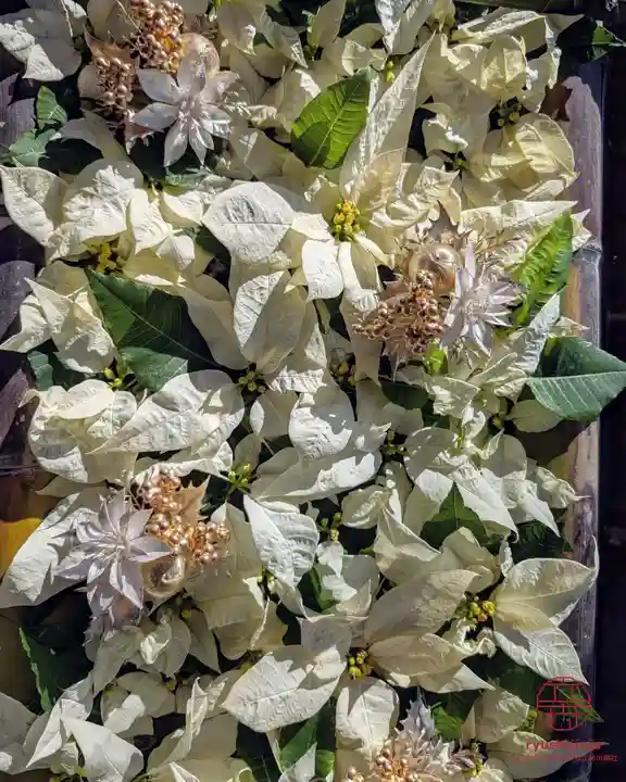 立志神社(滋賀県)