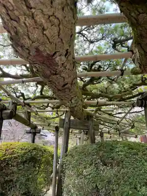 善峯寺(京都府)