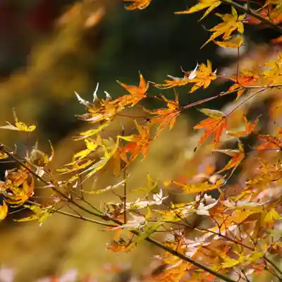 大安禅寺の自然