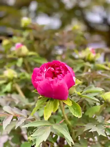 滋賀県護国神社の自然