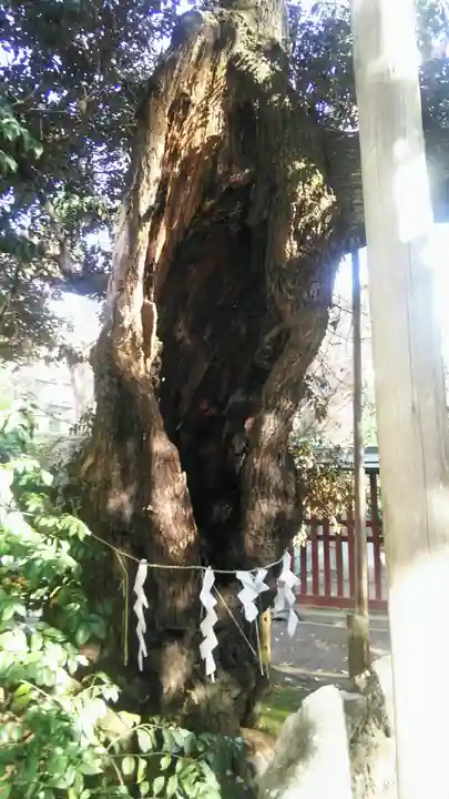 金王八幡宮の自然