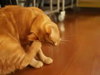 天王山 安楽寺(福井県)