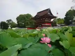 伊賀八幡宮の自然