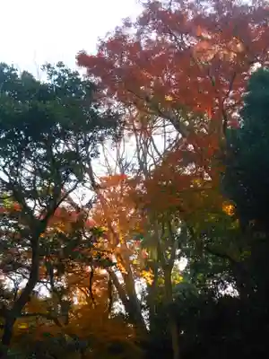 理智光寺跡（理智光寺址）＜史跡＞の自然