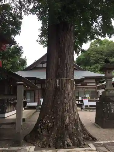 下総国三山　二宮神社の自然