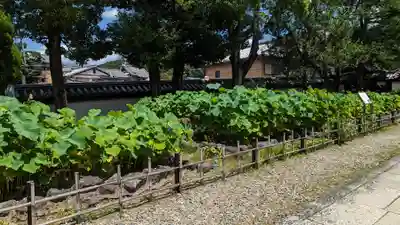 大谷本廟(京都府)