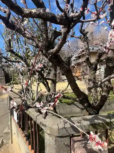 小松神社(埼玉県)
