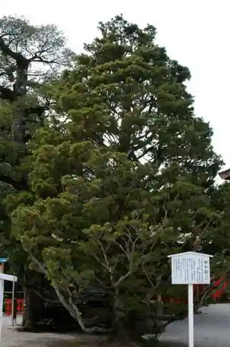 賀茂御祖神社（下鴨神社）の自然