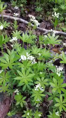 湯泉神社の自然