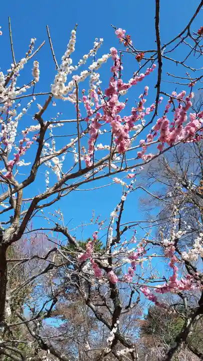 北野天満宮の自然