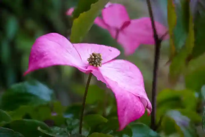 尻岸内八幡神社(北海道)