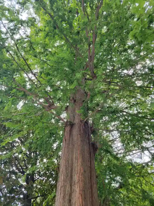 越谷香取神社の自然