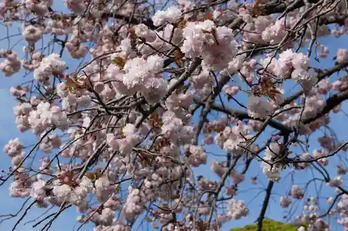 時宗総本山 遊行寺（正式：清浄光寺）の自然